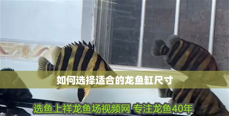 如何選擇適合的龍魚缸尺寸