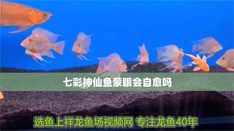 七彩神仙魚蒙眼會自愈嗎