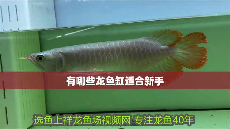 有哪些龍魚缸適合新手