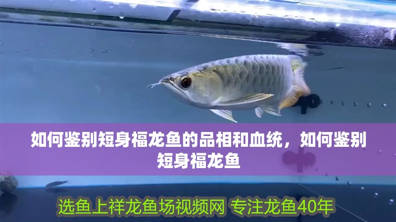如何鑒別短身福龍魚的品相和血統,如何鑒別短身福龍魚