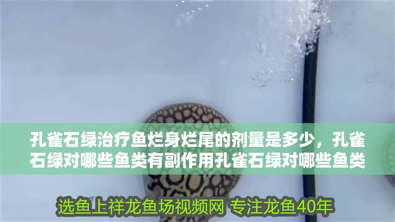 孔雀石綠治療魚爛身爛尾的劑量是多少，孔雀石綠對(duì)哪些魚類有副作用孔雀石綠對(duì)哪些魚類有副作用