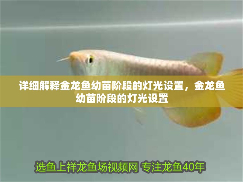 詳細解釋金龍魚幼苗階段的燈光設置，金龍魚幼苗階段的燈光設置
