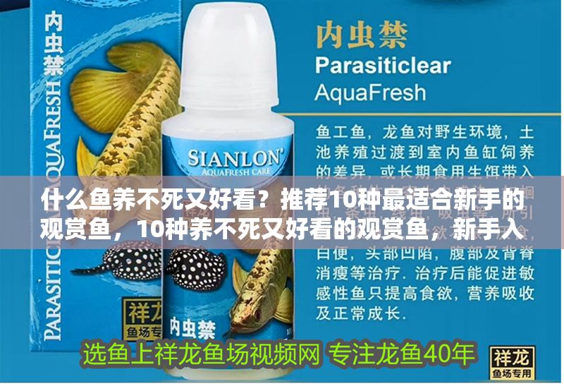 什么魚養不死又好看？推薦10種最適合新手的觀賞魚，10種養不死又好看的觀賞魚，新手入門必選！