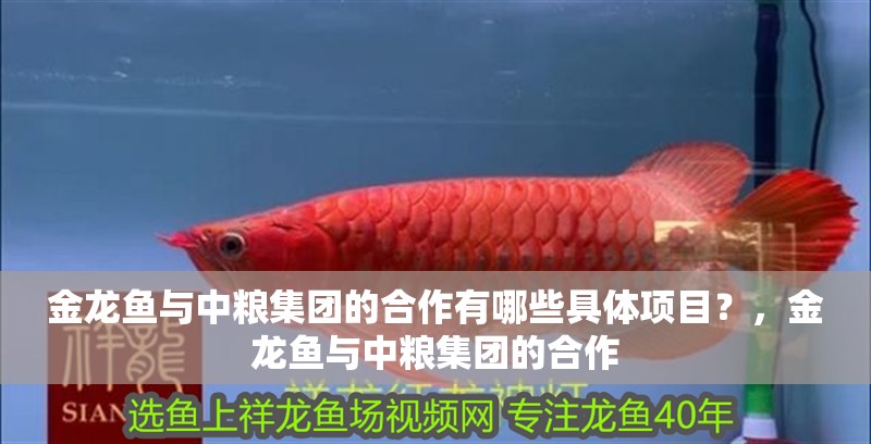金龍魚與中糧集團的合作有哪些具體項目？，金龍魚與中糧集團的合作