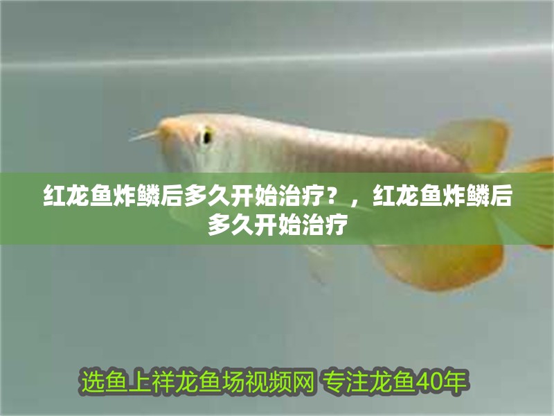 紅龍魚炸鱗后多久開始治療？，紅龍魚炸鱗后多久開始治療