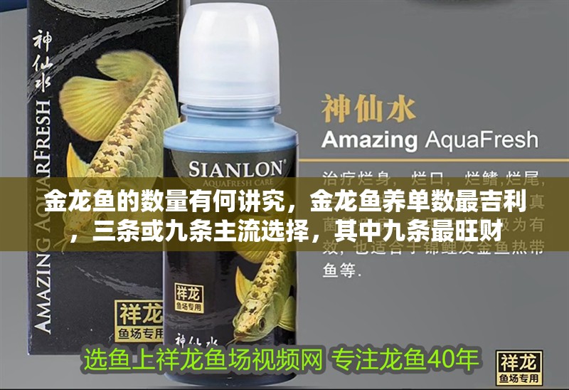 金龍魚的數(shù)量有何講究，金龍魚養(yǎng)單數(shù)最吉利，三條或九條主流選擇，其中九條最旺財