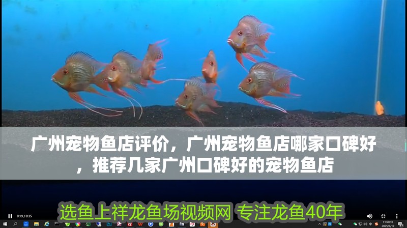 廣州寵物魚店評價，廣州寵物魚店哪家口碑好，推薦幾家廣州口碑好的寵物魚店