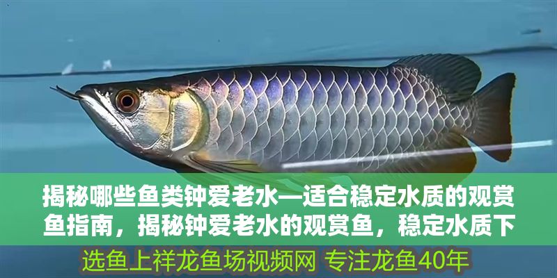 揭秘哪些魚類鐘愛老水—適合穩(wěn)定水質(zhì)的觀賞魚指南，揭秘鐘愛老水的觀賞魚，穩(wěn)定水質(zhì)下的理想選擇指南