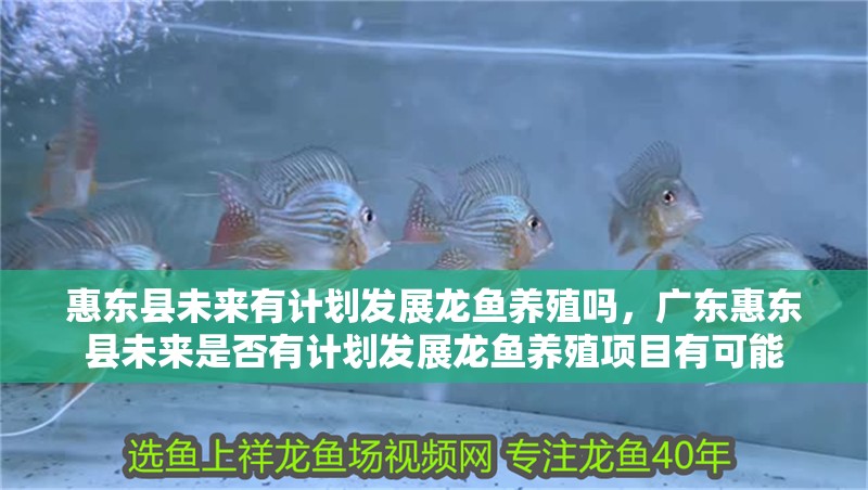 惠東縣未來有計劃發展龍魚養殖嗎，廣東惠東縣未來是否有計劃發展龍魚養殖項目有可能