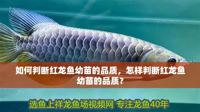 如何判斷紅龍魚(yú)幼苗的品質(zhì)，怎樣判斷紅龍魚(yú)幼苗的品質(zhì)？