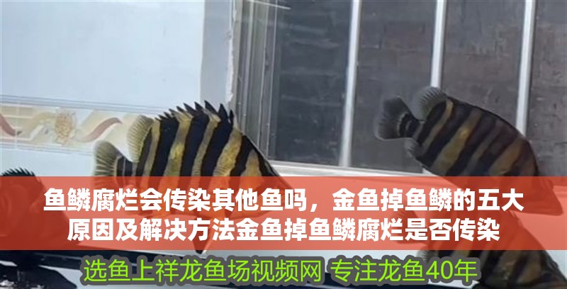 魚鱗腐爛會(huì)傳染其他魚嗎，金魚掉魚鱗的五大原因及解決方法金魚掉魚鱗腐爛是否傳染