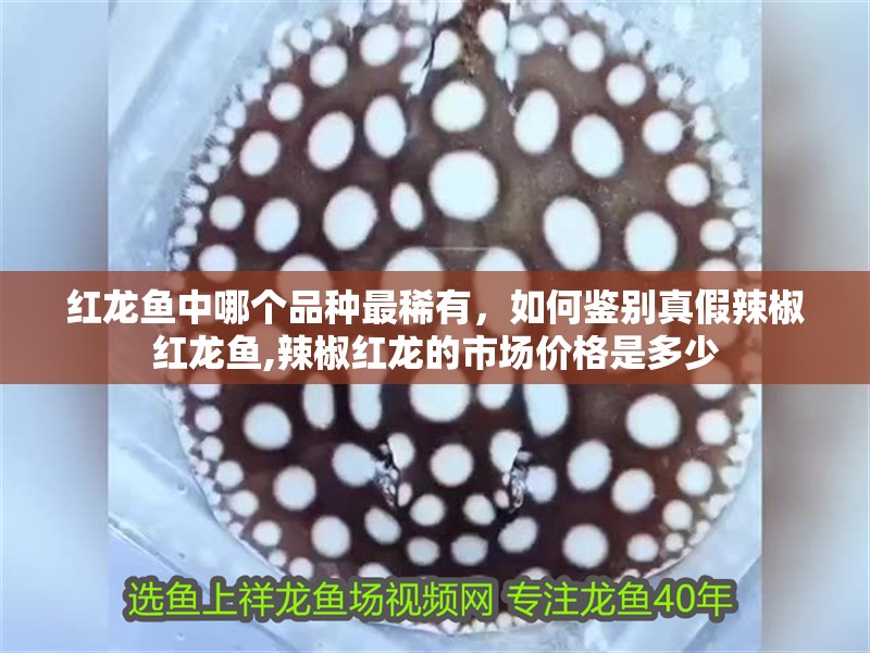 紅龍魚中哪個品種最稀有，如何鑒別真假辣椒紅龍魚,辣椒紅龍的市場價格是多少