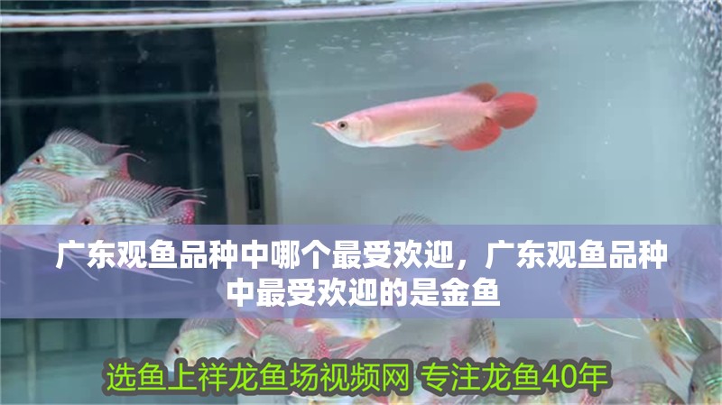 廣東觀魚品種中哪個最受歡迎，廣東觀魚品種中最受歡迎的是金魚