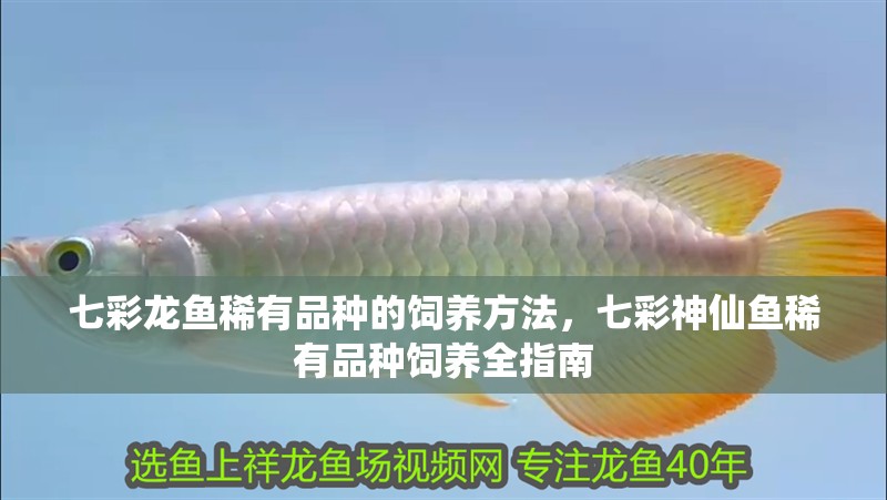 七彩龍魚稀有品種的飼養(yǎng)方法，七彩神仙魚稀有品種飼養(yǎng)全指南