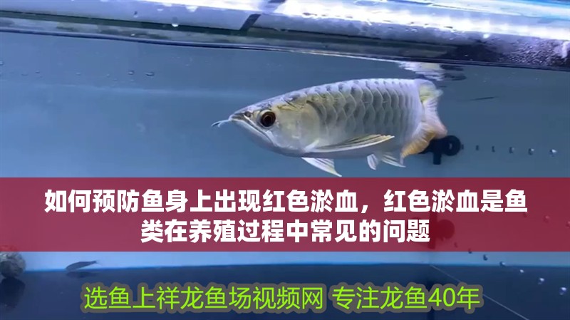 如何預(yù)防魚身上出現(xiàn)紅色淤血，紅色淤血是魚類在養(yǎng)殖過程中常見的問題