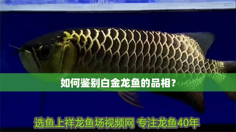 如何鑒別白金龍魚的品相？