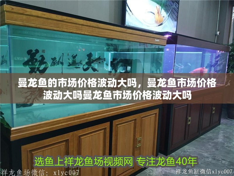 曼龍魚的市場價格波動大嗎，曼龍魚市場價格波動大嗎曼龍魚市場價格波動大嗎