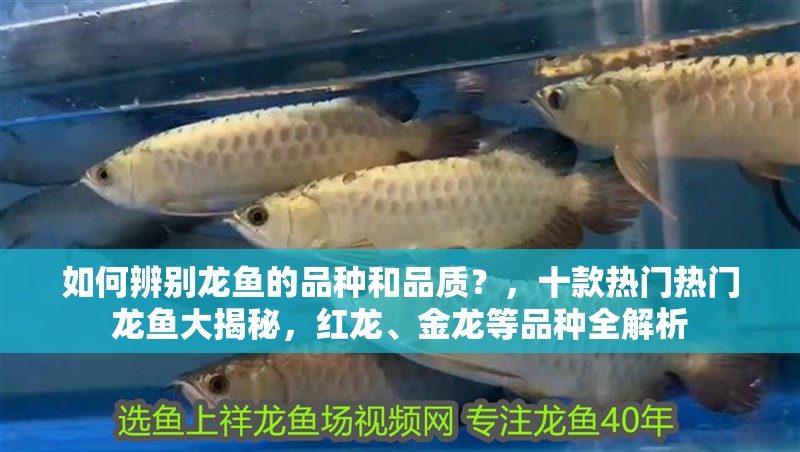 如何辨別龍魚(yú)的品種和品質(zhì)？，十款熱門(mén)熱門(mén)龍魚(yú)大揭秘，紅龍、金龍等品種全解析