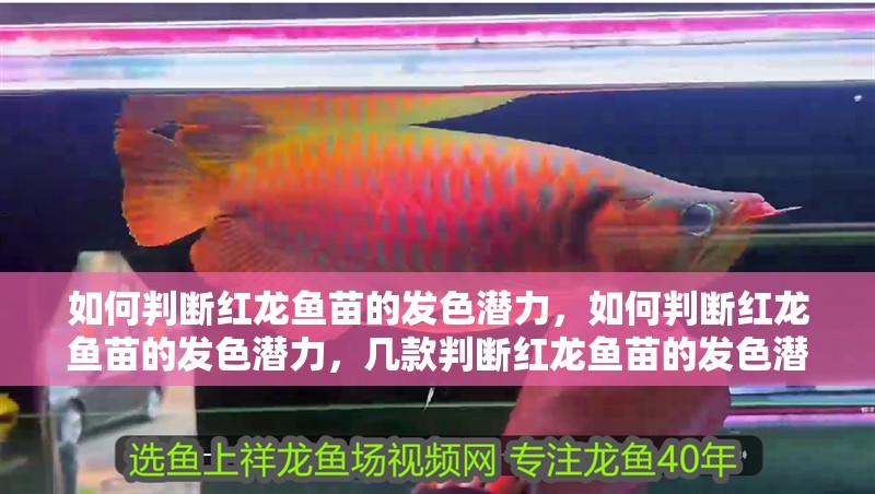 如何判斷紅龍魚苗的發(fā)色潛力，如何判斷紅龍魚苗的發(fā)色潛力，幾款判斷紅龍魚苗的發(fā)色潛力的工具
