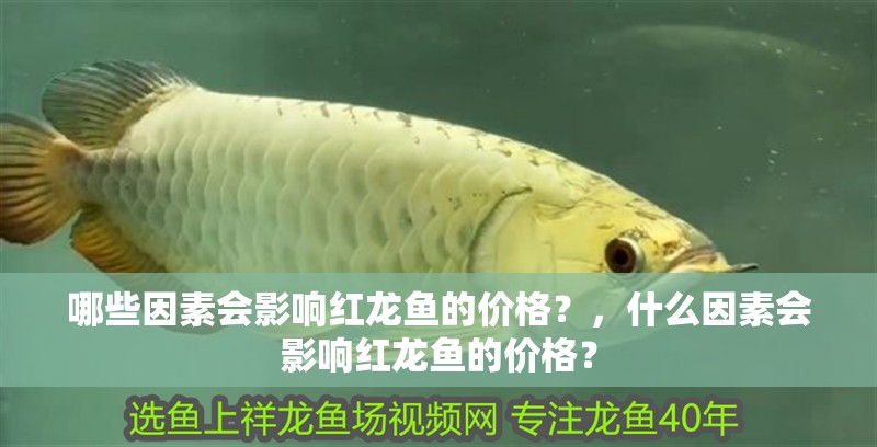 哪些因素會影響紅龍魚的價格？，什么因素會影響紅龍魚的價格？