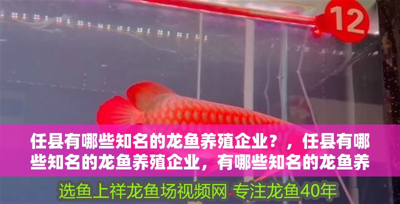 任縣有哪些知名的龍魚養殖企業？，任縣有哪些知名的龍魚養殖企業，有哪些知名的龍魚養殖企業