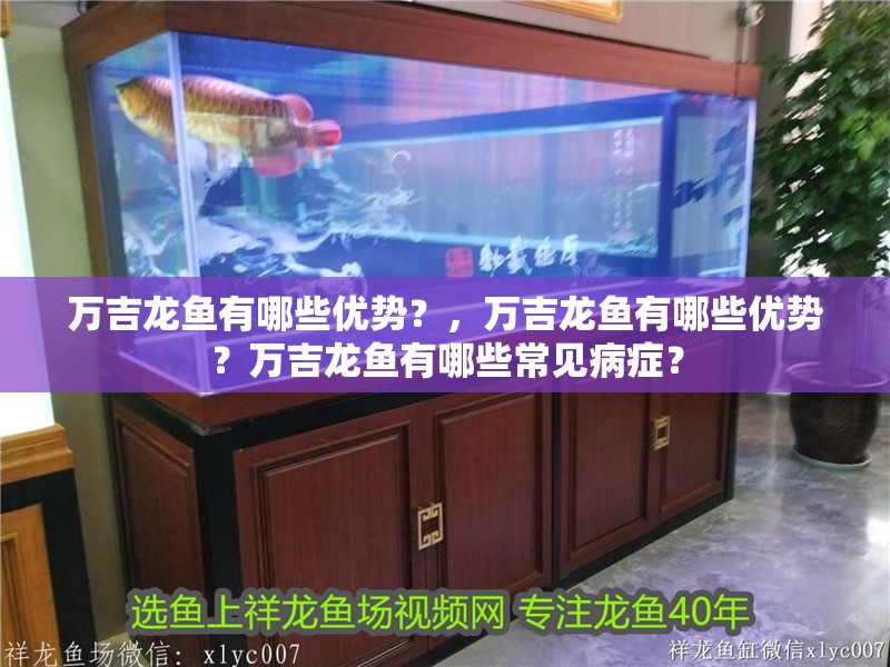萬吉龍魚有哪些優勢？，萬吉龍魚有哪些優勢？萬吉龍魚有哪些常見病癥？