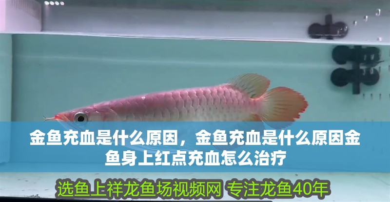 金魚充血是什么原因，金魚充血是什么原因金魚身上紅點充血怎么治療
