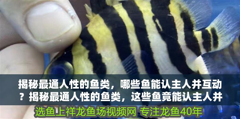 揭秘最通人性的魚類，哪些魚能認主人并互動？揭秘最通人性的魚類，這些魚竟能認主人并主動互動！