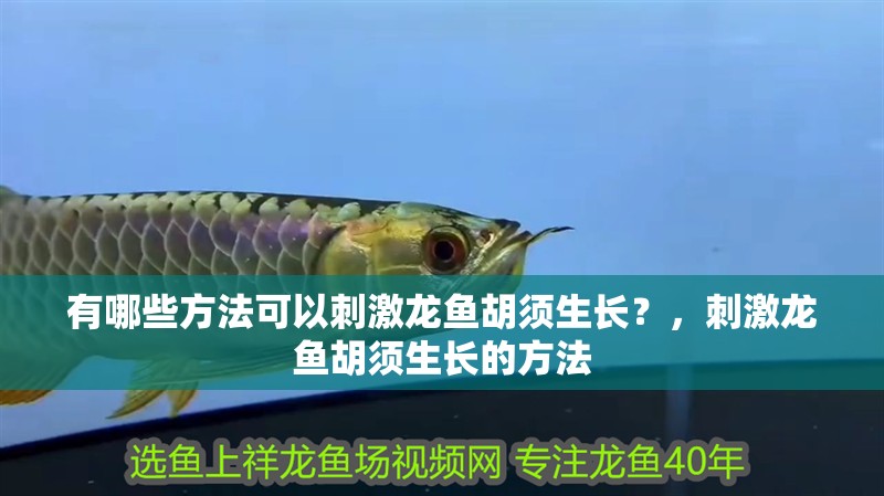 有哪些方法可以刺激龍魚胡須生長(zhǎng)？，刺激龍魚胡須生長(zhǎng)的方法