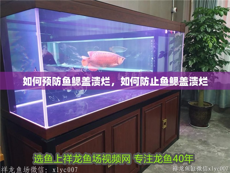 如何預防魚鰓蓋潰爛，如何防止魚鰓蓋潰爛