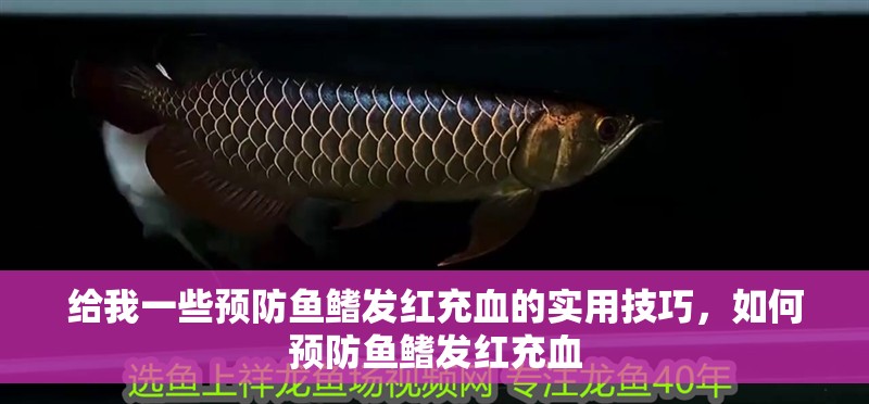 給我一些預防魚鰭發紅充血的實用技巧，如何預防魚鰭發紅充血