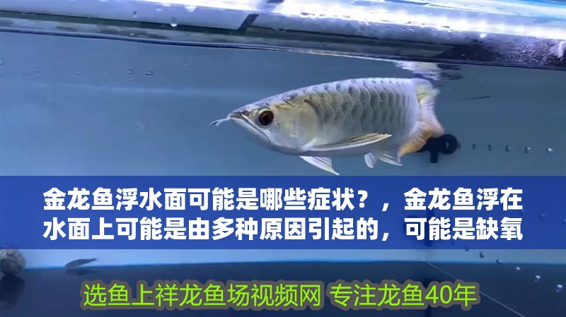金龍魚浮水面可能是哪些癥狀？，金龍魚浮在水面上可能是由多種原因引起的，可能是缺氧