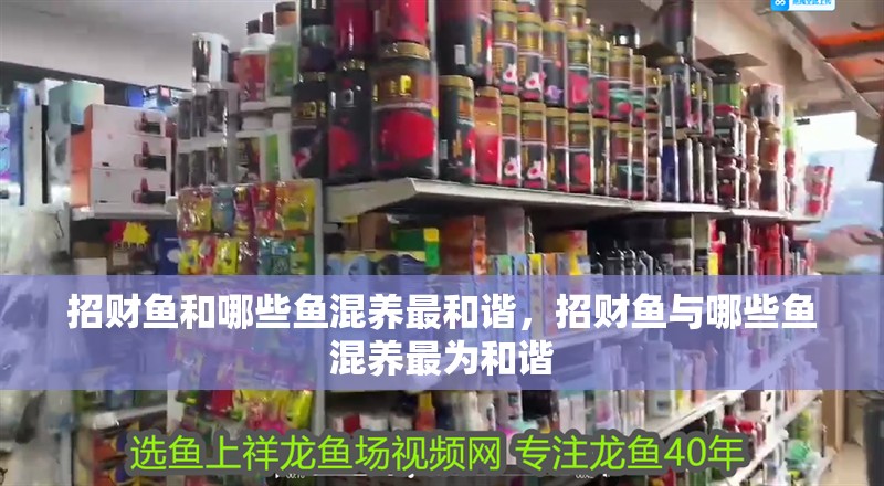 招財魚和哪些魚混養(yǎng)最和諧，招財魚與哪些魚混養(yǎng)最為和諧