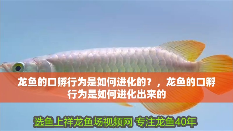 龍魚的口孵行為是如何進(jìn)化的？，龍魚的口孵行為是如何進(jìn)化出來的