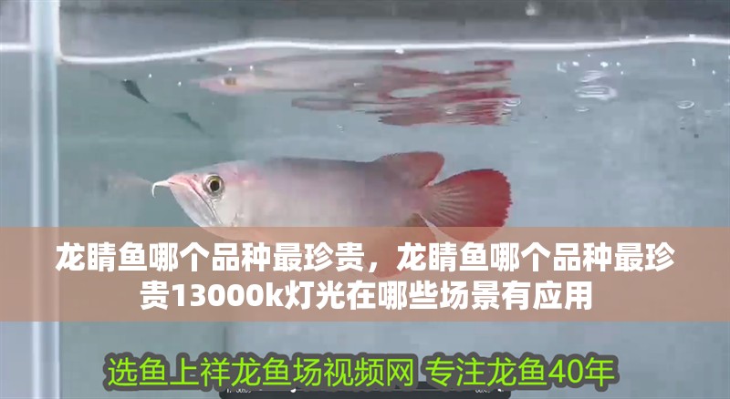 龍睛魚哪個品種最珍貴，龍睛魚哪個品種最珍貴13000k燈光在哪些場景有應用