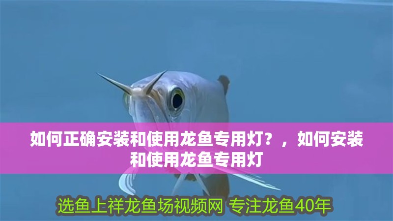 如何正確安裝和使用龍魚(yú)專用燈？，如何安裝和使用龍魚(yú)專用燈