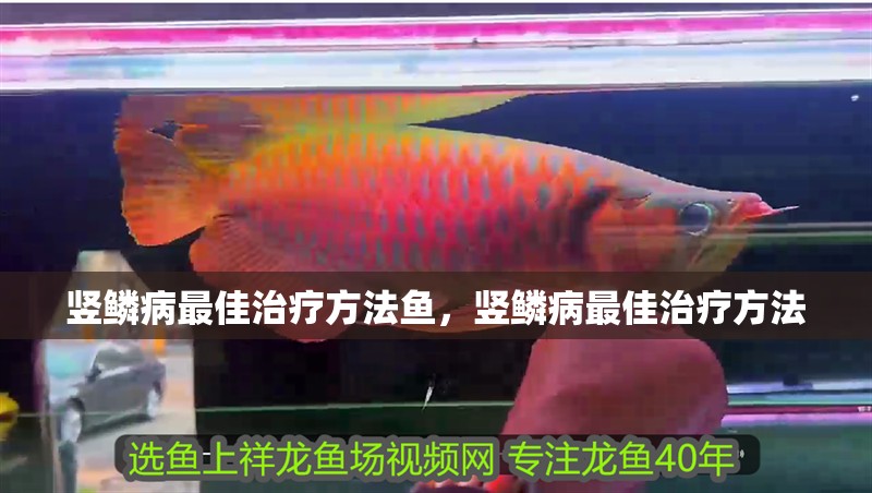 豎鱗病最佳治療方法魚，豎鱗病最佳治療方法