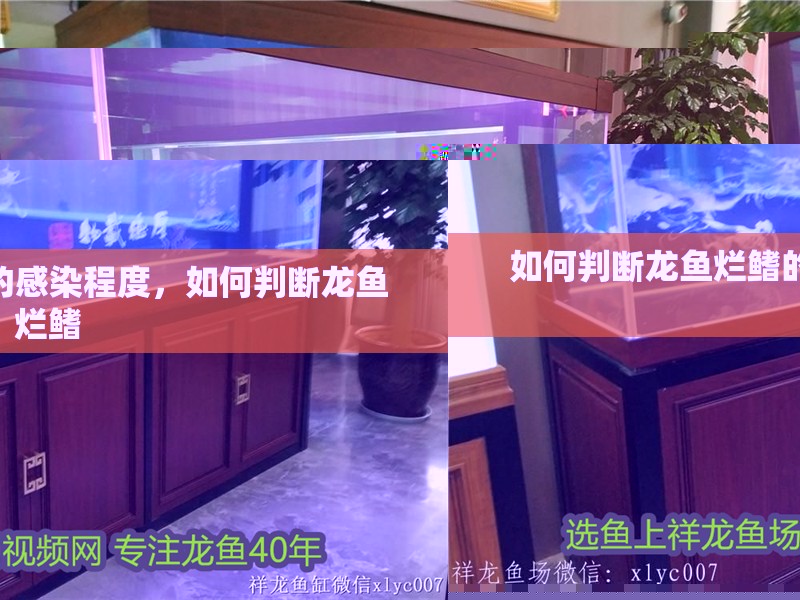 如何判斷龍魚爛鰭的感染程度，如何判斷龍魚爛鰭