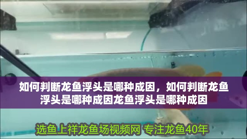 如何判斷龍魚浮頭是哪種成因，如何判斷龍魚浮頭是哪種成因龍魚浮頭是哪種成因