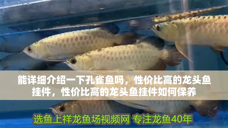 能詳細介紹一下孔雀魚嗎，性價比高的龍頭魚掛件，性價比高的龍頭魚掛件如何保養
