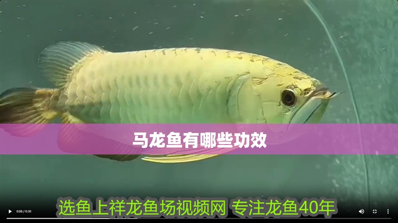 馬龍魚有哪些功效