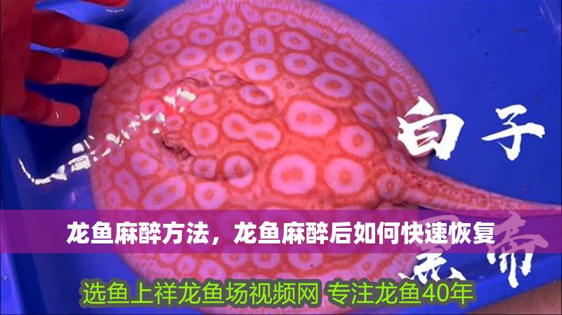 龍魚麻醉方法，龍魚麻醉后如何快速恢復