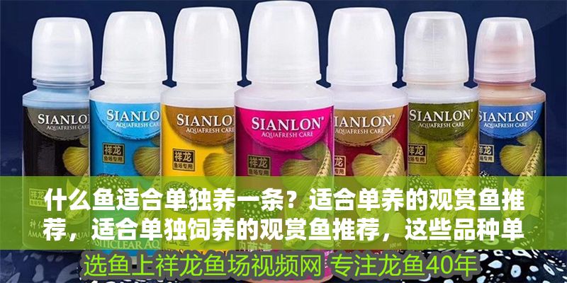 什么魚適合單獨(dú)養(yǎng)一條？適合單養(yǎng)的觀賞魚推薦，適合單獨(dú)飼養(yǎng)的觀賞魚推薦，這些品種單養(yǎng)更出彩