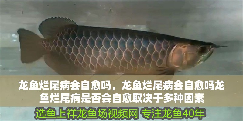 龍魚爛尾病會自愈嗎，龍魚爛尾病會自愈嗎龍魚爛尾病是否會自愈取決于多種因素