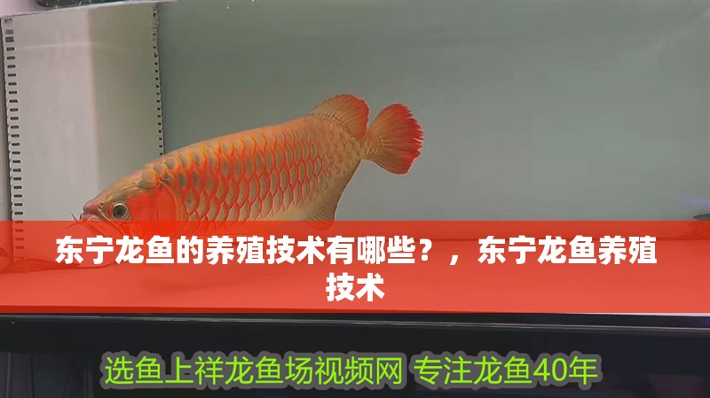 東寧龍魚的養(yǎng)殖技術(shù)有哪些？，東寧龍魚養(yǎng)殖技術(shù)