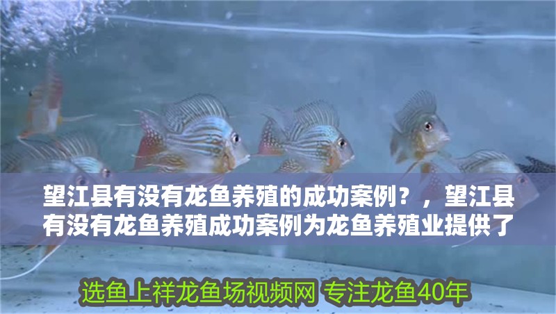 望江縣有沒有龍魚養殖的成功案例？，望江縣有沒有龍魚養殖成功案例為龍魚養殖業提供了寶貴的經驗和借鑒