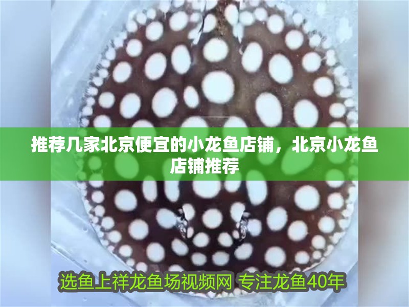 推薦幾家北京便宜的小龍魚店鋪，北京小龍魚店鋪推薦