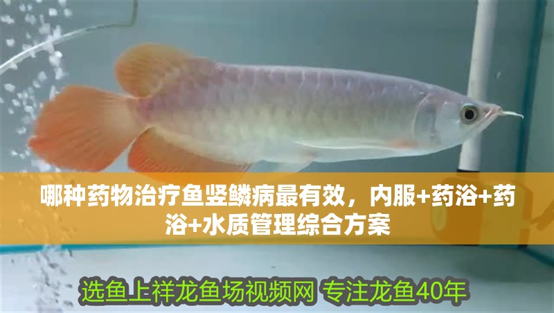 哪種藥物治療魚豎鱗病最有效，內(nèi)服+藥浴+藥浴+水質(zhì)管理綜合方案