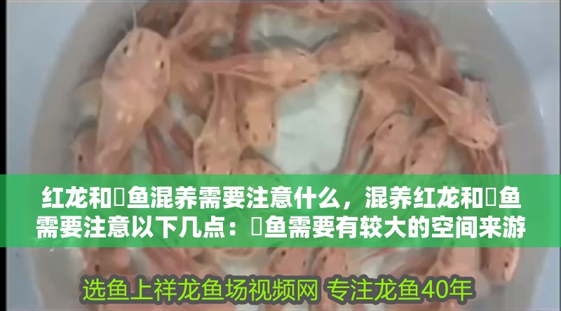 紅龍和魟魚混養(yǎng)需要注意什么，混養(yǎng)紅龍和魟魚需要注意以下幾點(diǎn)：魟魚需要有較大的空間來游動(dòng)