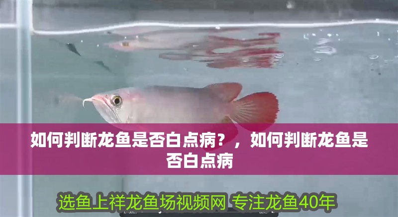 如何判斷龍魚是否白點病？，如何判斷龍魚是否白點病
